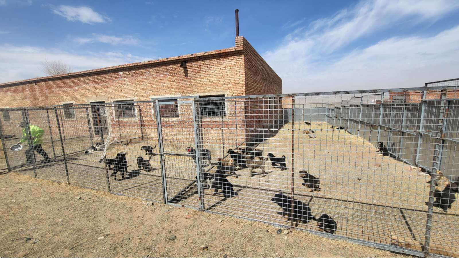 Эзэнгүй нохой, муурыг хамгаалах зорилгоор түр асран хамгаалах байрыг өргөтгөнө